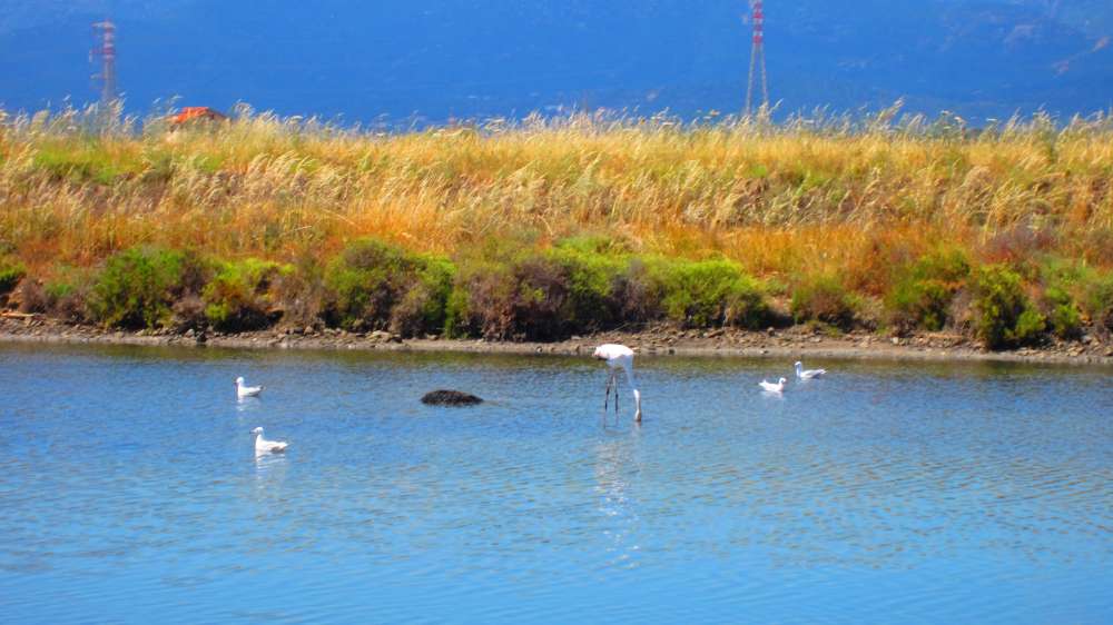 ContiVecchi_Flamingos