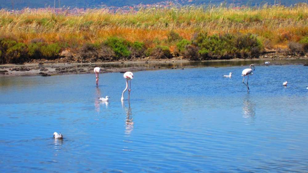 ContiVecchi_Flamingos
