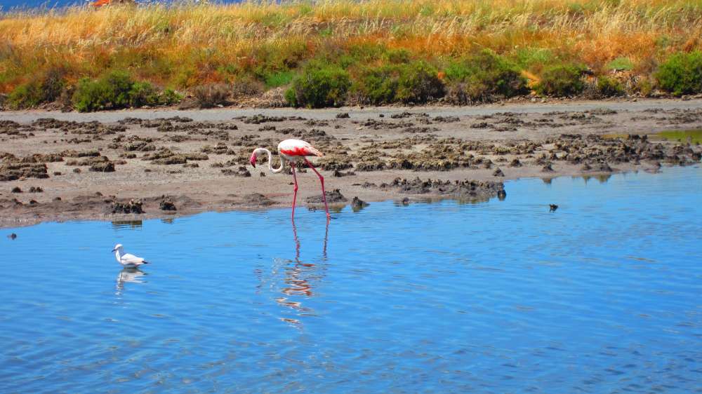 ContiVecchi_Flamingos