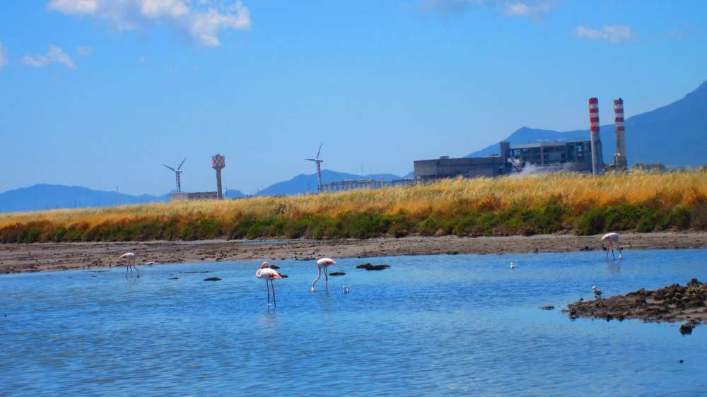 ContiVecchi_Flamingos