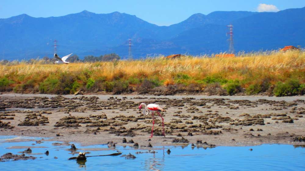 ContiVecchi_Flamingos