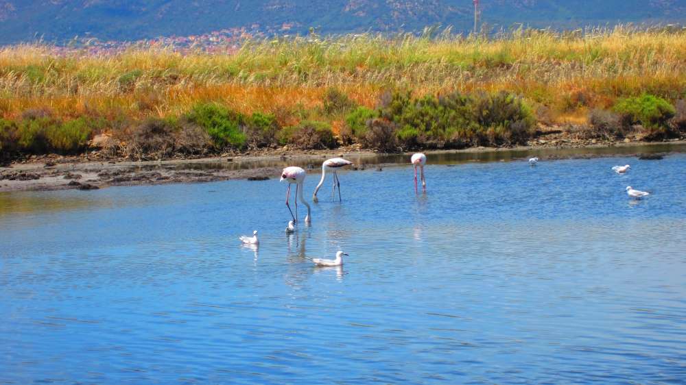 ContiVecchi_Flamingos