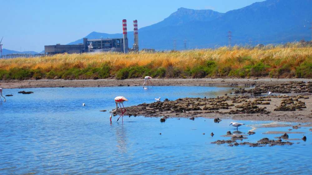 ContiVecchi_Flamingos