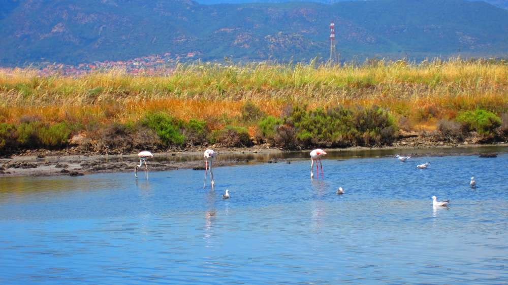 ContiVecchi_Flamingos