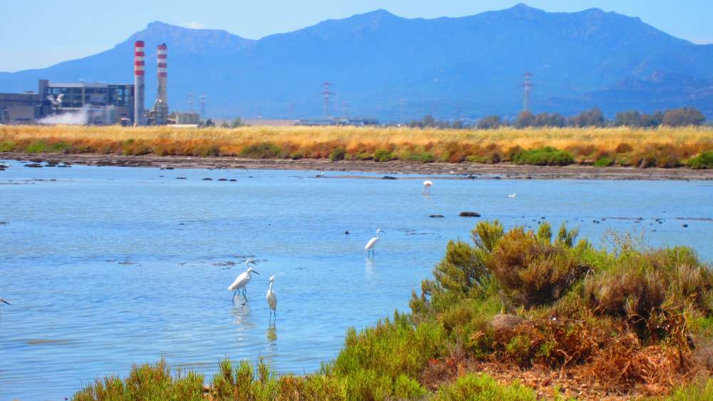 ContiVecchi_Flamingos