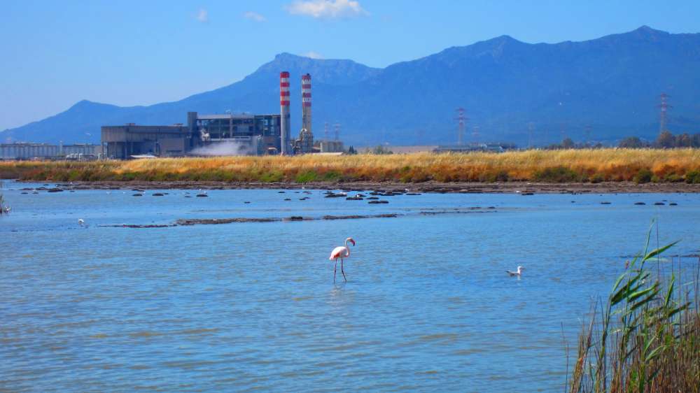 ContiVecchi_Flamingos