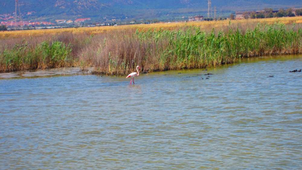 ContiVecchi_Flamingos