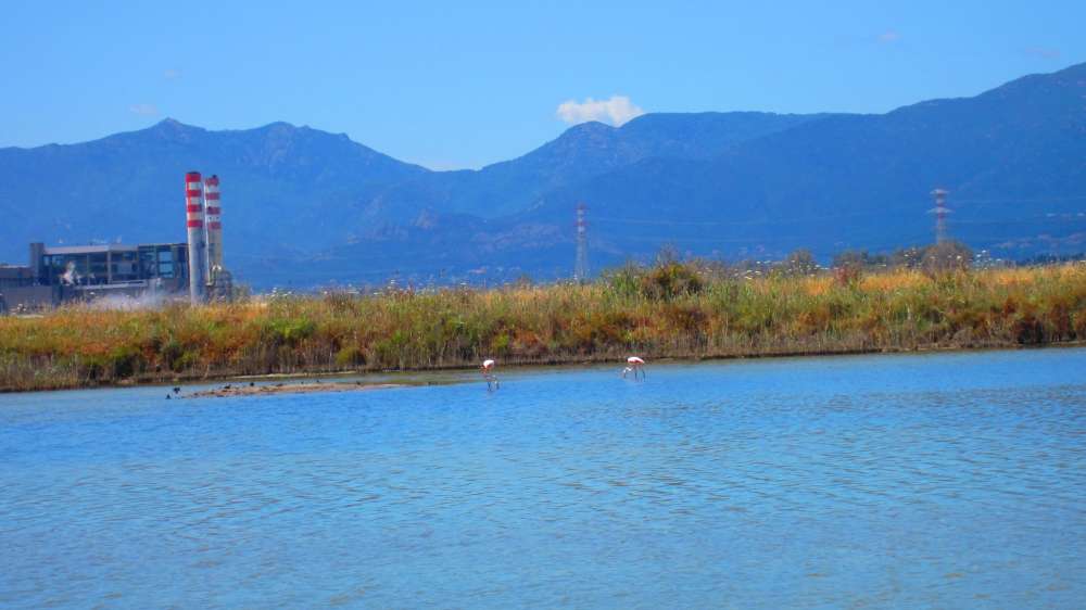 ContiVecchi_Flamingos