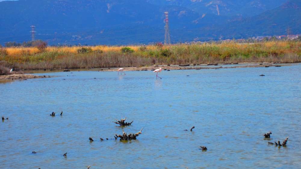 ContiVecchi_Flamingos