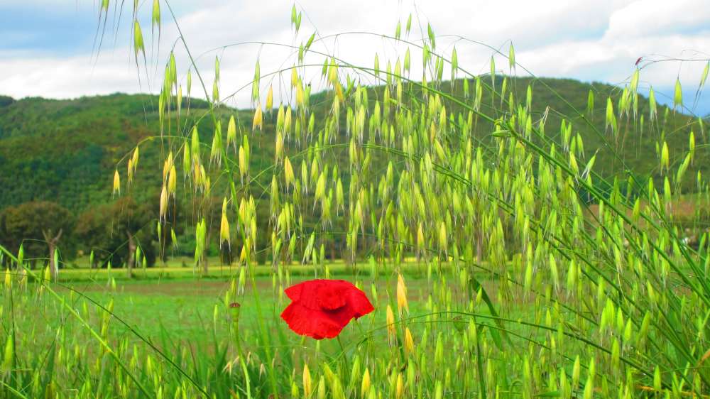 Lago_Massaciuccoli