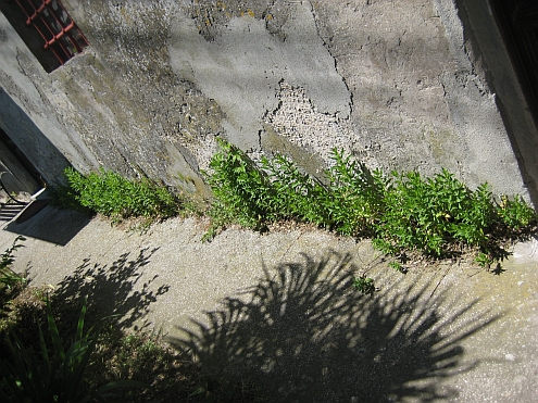 IMAG_Piaggetta_Pfefferminz