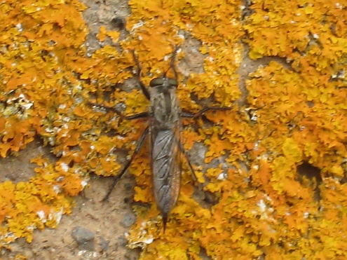 IMAG_Norchia_gelbe_Flechte