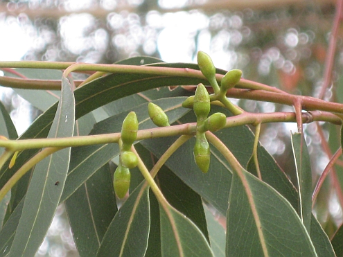 IMAG_Eukalyptusbbluete