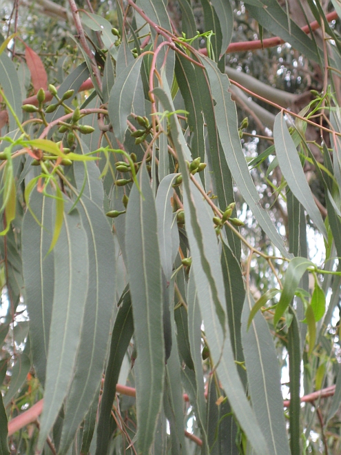 IMAG_Eukalyptusblueten