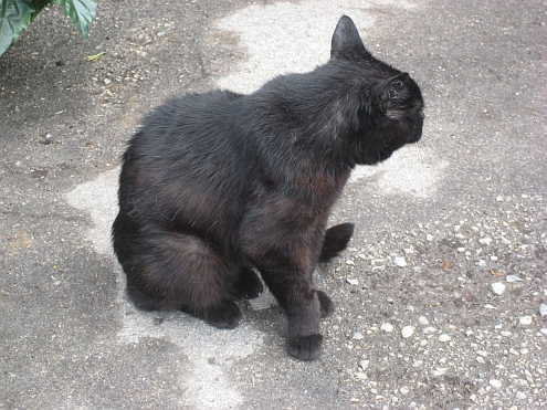 IMAG_Massa_Gaertnerei_Musetti_Kater