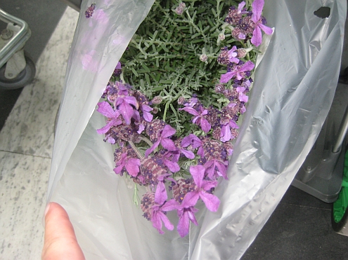 IMAG_Massa_Esselunga