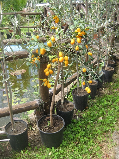 IMAG_Musetti_Kumquats