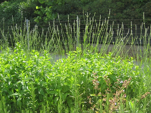 IMAG_Musetti_Lavendel