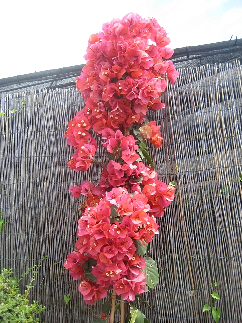 IMAG_Musetti_Bougainvilla