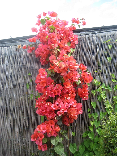 IMAG_Musetti_Bougainvilla