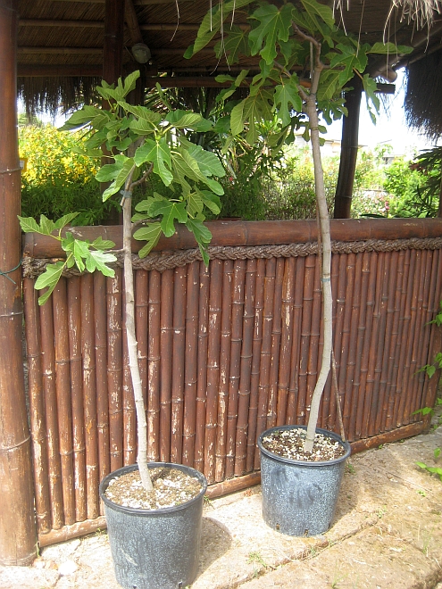 IMAG_Musetti_Feigenbaeume