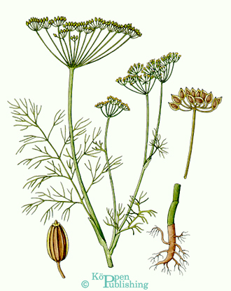 Gewuerzpflanze Dill