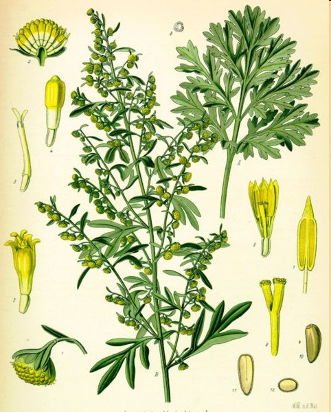 Gewuerzpflanze Wermut