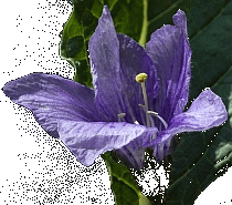 Alraune
