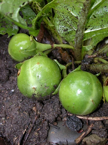 IMAG_Alraune_Frucht