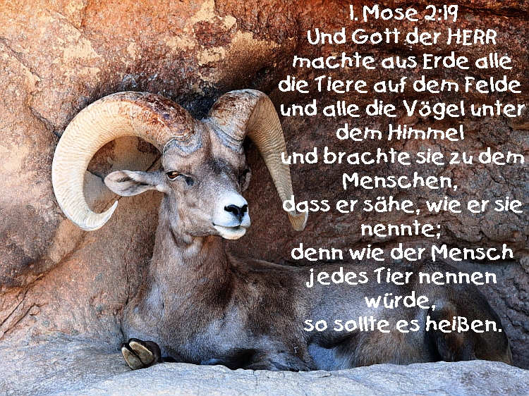 Bibel_1Mose2_19