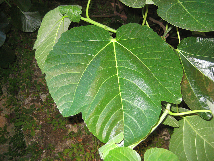 Feigenblatt
