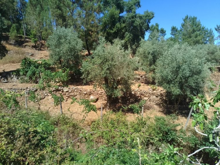 001 - Grundstcksansicht