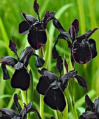 Irisblumen